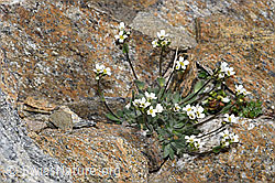 F191991: Filziges Hungerblümchen (Draba tomentosa)