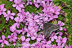 Orenaia lugubralis (Zünsler)