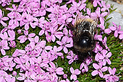 Berglandhummel (Bombus monticola)<br/>Kalk-Polsternelke (Silene acaulis)