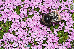 Berglandhummel (Bombus monticola) auf Kalk-Polsternelke (Silene acaulis) (F192006)