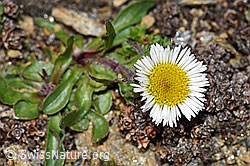 Einköpfiges Berufkraut (Erigeron uniflorus) (F192011)