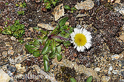 Einköpfiges Berufkraut (Erigeron uniflorus) (F192015)