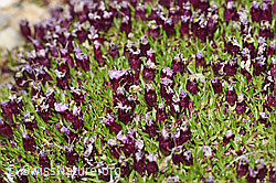 F192021: Kalk-Polsternelke (Silene acaulis)