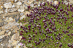 F192022: Kalk-Polsternelke (Silene acaulis)
