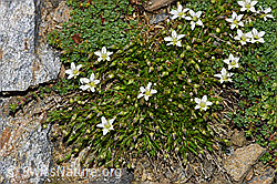 Frühlings-Miere (Minuartia verna) (08.2021, F192053)