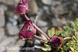 Gletscher-Hahnenfuss (Ranunculus glacialis) (F194500)