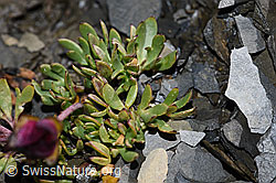 Gletscher-Hahnenfuss (Ranunculus glacialis) (F194504)