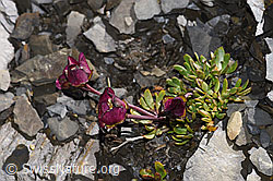 Gletscher-Hahnenfuss (Ranunculus glacialis) (F194507)