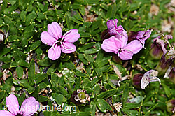 Kalk-Polsternelke (Silene acaulis) (F194508)