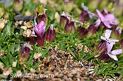 Kalk-Polsternelke (Silene acaulis) (F194509)