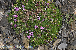 Kalk-Polsternelke (Silene acaulis) (F194512)