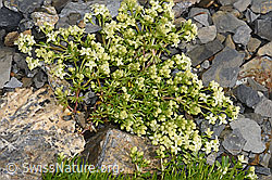 F194516: Schweizer Labkraut (Galium megalospermum)