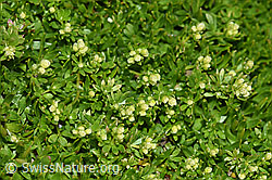 F194517: Schweizer Labkraut (Galium megalospermum)