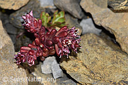 F194518: Dunkler Mauerpfeffer (Sedum atratum)