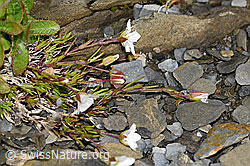 Frühlings-Miere (Minuartia verna) (F194521) Frühlings-Miere (Minuartia verna) (F194521)