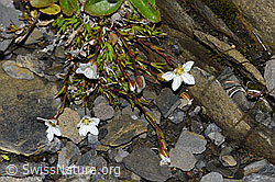 Frühlings-Miere (Minuartia verna) (F194524) Frühlings-Miere (Minuartia verna) (F194524)