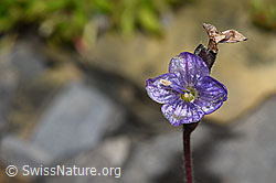F194526: Blattloser Ehrenpreis (Veronica aphylla)