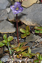 F194528: Blattloser Ehrenpreis (Veronica aphylla)