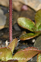 F194529: Blattloser Ehrenpreis (Veronica aphylla)