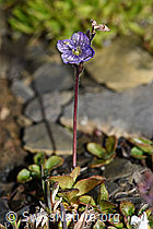 F194530: Blattloser Ehrenpreis (Veronica aphylla)