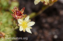Moschus-Steinbrech (Saxifraga exarata ssp. moschata) (F194533)