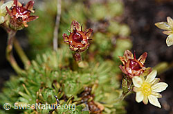 Moschus-Steinbrech (Saxifraga exarata ssp. moschata) (F194534)