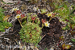 Moschus-Steinbrech (Saxifraga exarata ssp. moschata) (F194536)