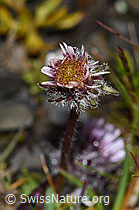 Einköpfiges Berufkraut (Erigeron uniflorus) (F194542)