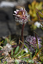 Einköpfiges Berufkraut (Erigeron uniflorus) (F194545)