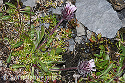 Einköpfiges Berufkraut (Erigeron uniflorus) (F194547)