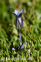 Gentiana tenella (09.2021, F194566)