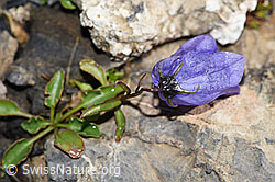 F194575: Niedliche Glockenblume (Campanula cochleariifolia)