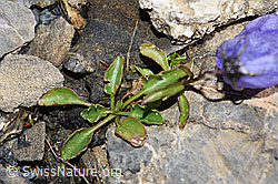 F194576: Niedliche Glockenblume (Campanula cochleariifolia)