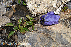 F194579: Niedliche Glockenblume (Campanula cochleariifolia)