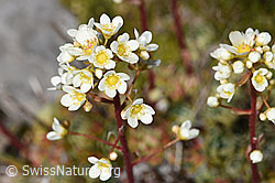 Trauben-Steinbrech (Saxifraga paniculata) (F194583)