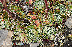 Trauben-Steinbrech (Saxifraga paniculata) (F194585)