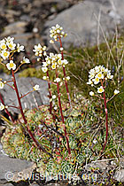 Trauben-Steinbrech (Saxifraga paniculata) (F194588)
