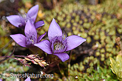Gentiana campestris (09.2021, F194589)