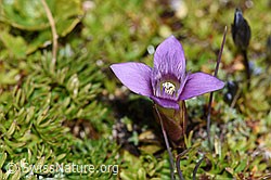 Gentiana campestris (F194590)