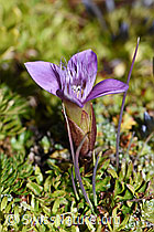 Gentiana campestris (F194592)