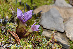 Gentiana campestris (09.2021, F194594)
