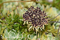 Zwerg-Mutterwurz (Ligusticum mutellinoides) (F194598)