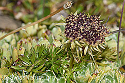 Zwerg-Mutterwurz (Ligusticum mutellinoides) (F194599)