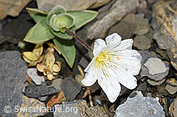 F194604: Breitblättriges Hornkraut (Cerastium latifolium)