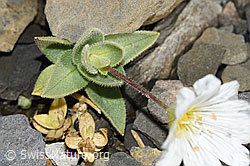 F194605: Breitblättriges Hornkraut (Cerastium latifolium)