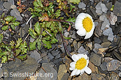 F194631: Gewöhnliche Alpenmargerite (Leucanthemopsis alpina)