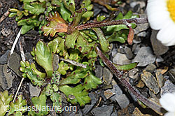 F194632: Gewöhnliche Alpenmargerite (Leucanthemopsis alpina)