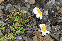 F194634: Gewöhnliche Alpenmargerite (Leucanthemopsis alpina)