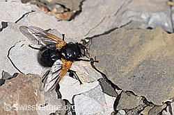 Rinderfliege (Mesembrina meridiana) (F194850)
