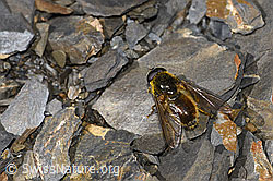Foto: Korbblütler-Erzschwebfliege (Cheilosia canicularis)
